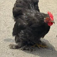 خروس زینتی