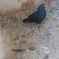 کفتر باخت خورده