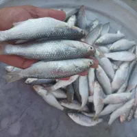 ماهی بیاح و مید صید روز کف دست|ماهی|بوشهر, |دیوار