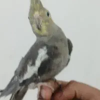 چند عدد عروس هلندی|پرنده|کارون, |دیوار