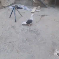 کفتر دوکت