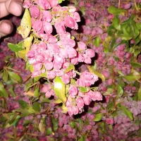 زرشک بیرجند سده