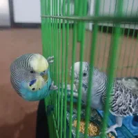 فروش مرغ عشق و طوطی برزیلی|پرنده|اهرم, |دیوار