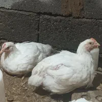 مرغ گوشتی خانگی