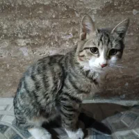 واگذاری گربه DSH قوی و سالم.