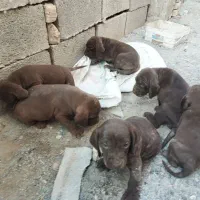 توله‌پویینتراصل‌المانی|سگ|گنبد کاووس, |دیوار