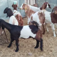 شش عددکولاربزغاله پاکستانی آبستن