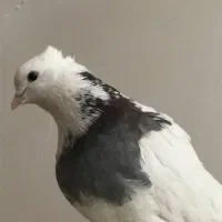 طوقی سرور|پرنده|اردکان, |دیوار