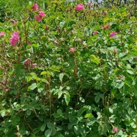 کار در منزل فقط گروهی اول بخونید بعدش پیام بدید