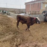 گوساله نر|حیوانات مزرعه|چهاربرج, |دیوار