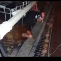 مرغ تخم گذار محلی (قاسم آباد گلدسته)