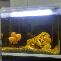 آکواریوم|کلکسیون و سرگرمی|فولادشهر, A6|دیوار