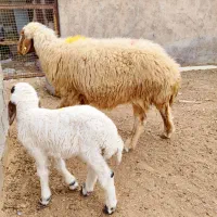 گوسفند با بره نر درجه یک|حیوانات مزرعه|اهواز, منازل کارون|دیوار