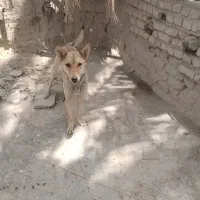 سگ ماده|سگ|سراوان, |دیوار