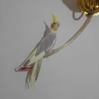 یک عدد جوجه عروس هلندی دستی