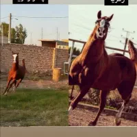 ماشالله ب این کره