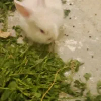 خرگوش لوپ خوشگل و ناز