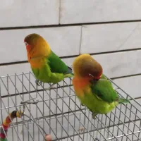 طوطی کوتوله برزیلی فیشر