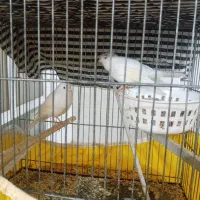 قناری|پرنده|اشکذر, |دیوار