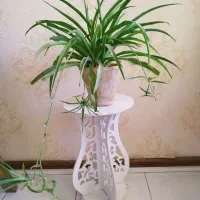 گل زیبا