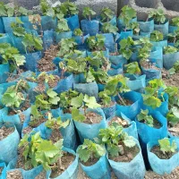 پسته پیوندی / گردو ژنوتیپ / نیگرا|خدمات باغبانی و درختکاری|آبسرد, |دیوار