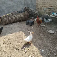 اردک