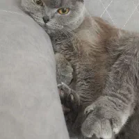 گربه اسکاتیش فولد اصل چشم نارنجی