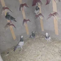 کبوتر|پرنده|سراوان, |دیوار