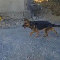 سگ ژرمن شپرد ماده|سگ|لردگان, |دیوار