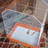 قفس نو بدون استفاده