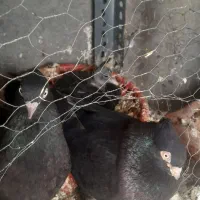 یجفت کبوتر زاغ با جوجه