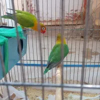 کوتوله قیمت مناسب|پرنده|قم, یخچال قاضی|دیوار