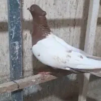 جفت سینه باجوجه