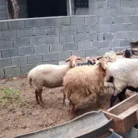گوسفند با بره قیمت مناسب