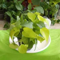 بار جدیدگیاه گلکده هلما گلی رسید|گل و گیاه طبیعی|رامهرمز, |دیوار