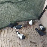 کفتر مرغ عشق