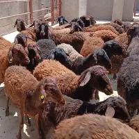 شیشک شکم دوم