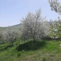 استخدام کارگر و نگهبان باغ