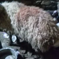 میش چاق|حیوانات مزرعه|مشهد, نیزه|دیوار