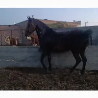 اسب|اسب و تجهیزات اسب‌سواری|میاندوآب, |دیوار