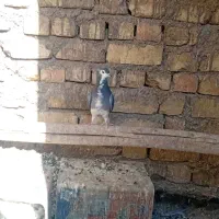 دمگیر ماده|پرنده|پیر بکران, |دیوار