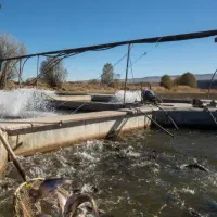 ماهی قزل الا