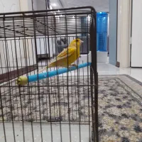 قناری نر|پرنده|پردیس, فاز ۸|دیوار