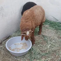 دوعددبره نر شادگان
