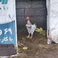 خروس گربه لختی سلطان|حیوانات مزرعه|لشت نشا, |دیوار