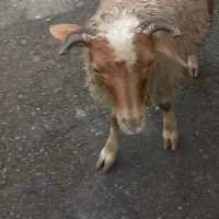 گوسفند نریکساله|حیوانات مزرعه|رشت, بازار|دیوار