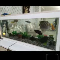 آکواریوم|ماهی|ورامین, خیر آباد|دیوار