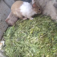 خرگوش