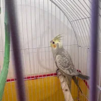 دو عدد جوجه عروس هلندی نرم خور