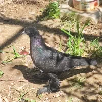 کبوتر پراغ